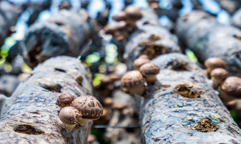 Evolution of Mushroom Cultivation: A Historical Perspective