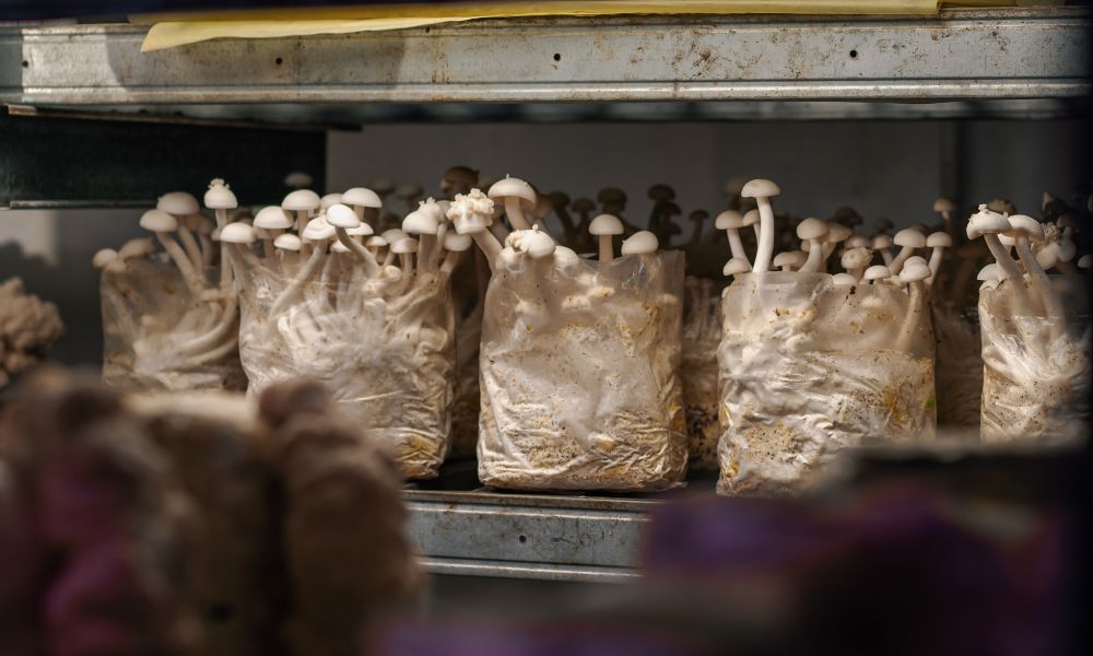 5 Simple Ways To Preserve Your Mushrooms