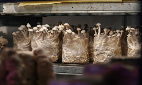 5 Simple Ways To Preserve Your Mushrooms