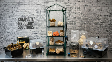 Best Mushroom Grow Kits for Beginners & Advanced Growers (2026 Guide)