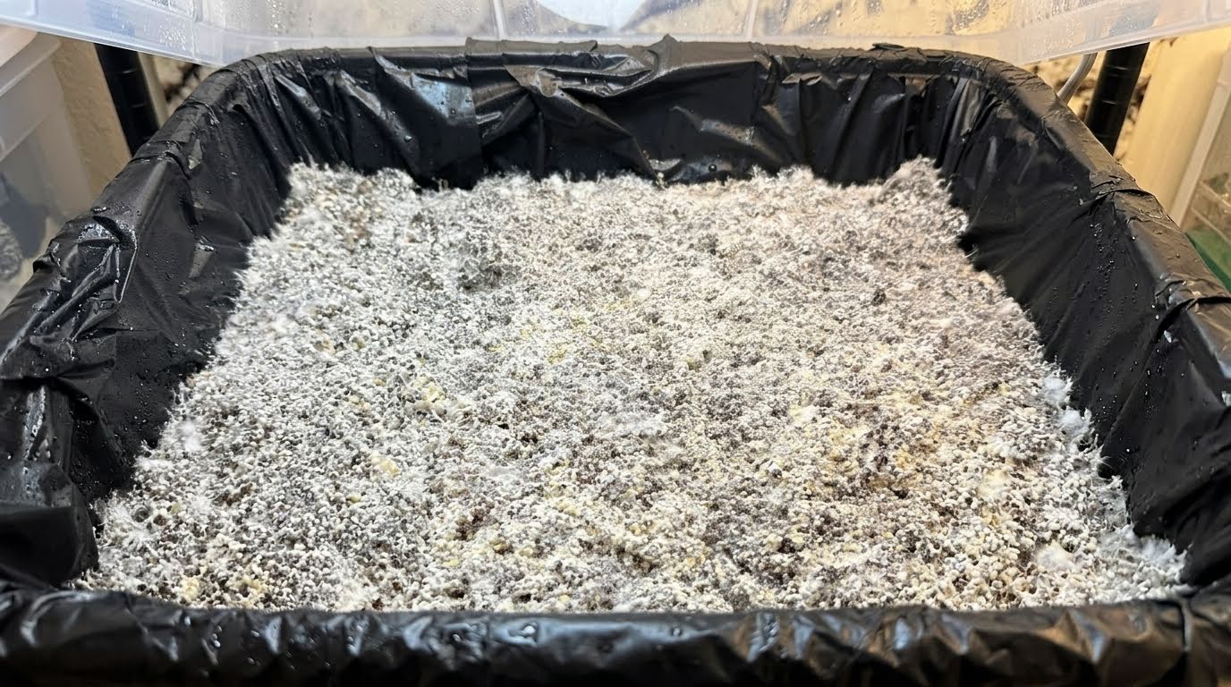 Why Your Monotub Isn’t Pinning (And How to Fix It)