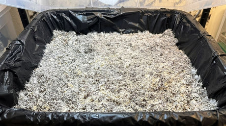 Why Your Monotub Isn’t Pinning (And How to Fix It)