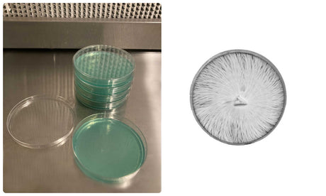 How to use Agar Plates