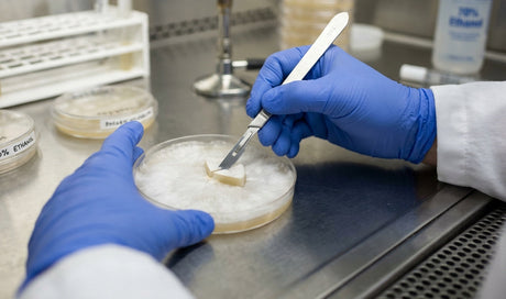 How to Use Agar Plates for Mushroom Cultivation 2026 Guide