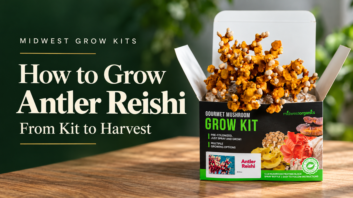 How to Grow Antler Reishi Mushrooms: From Kit to Harvest