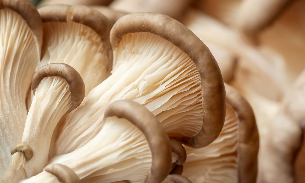 Tips for Growing Mushrooms at Home in Substrate Jars