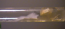 Storing Mycelium for 12 months or longer using Agar Slants