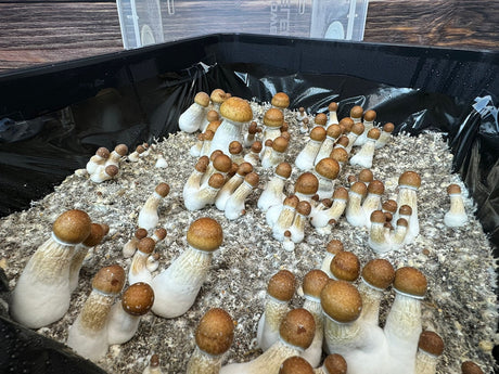 Should you Dunk a Bulk Monotub Grow?