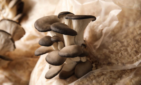 A Guide to Preventing Mushroom Contamination
