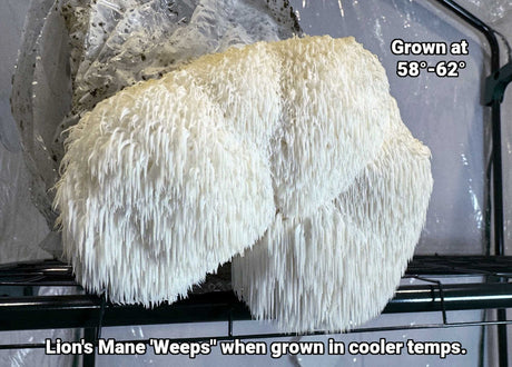 lions mane growing in cooler temperatures showing the weeping effect