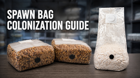 spawn bag fully colonized