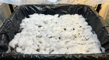 What Is Overlay in Mushroom Growing (And How to Fix It Fast)