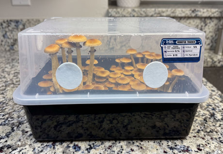 monotub growing pioppino mushrooms with blue mushroom monotub tracking label