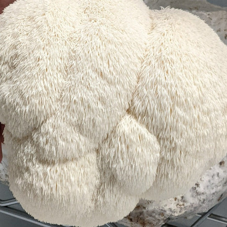 Lions Mane functional mushroom