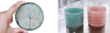 Agar Tools & Supplies