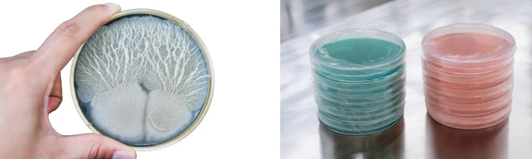 Pre-Sterilized Agar Plates