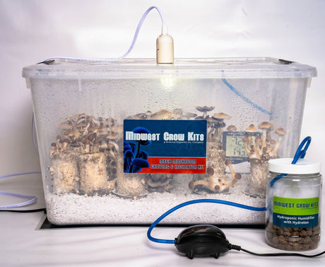 Mega Mushroom Kit fruiting mushrooms