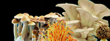 Collection of ready-to-fruit gourmet mushroom grow kits showing Lion’s Mane and Oyster mushrooms in spray-and-grow boxes.