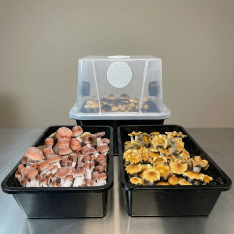 pioppino mushrooms growing in tubs