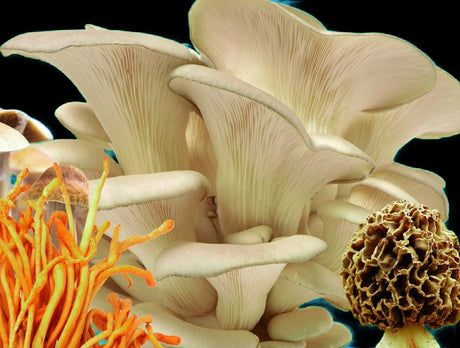 gourmet mushrooms