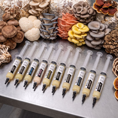 multiple liquid culture syringes with gourmet mushrooms on the table