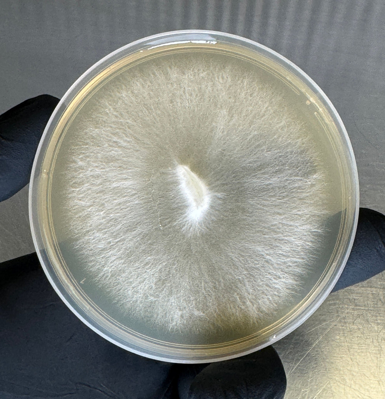 Colonized Agar Plates