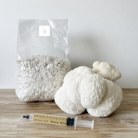 colonized lion's man grain spawn bag on table
