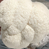 close up image of lion's mane mushroom texture.