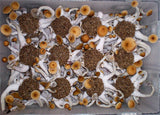 Ultimate Mushroom Growing brf grow kit