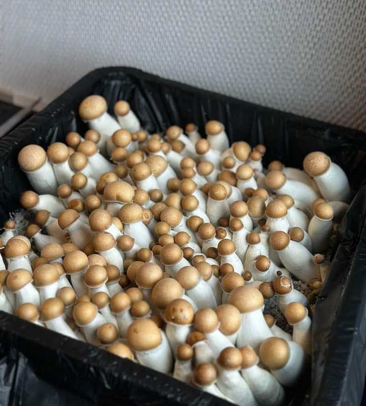 Grower's Select SMALL Mushroom Monotub Fruiting Chamber with Filter Disks and Liner 28Q fruiting