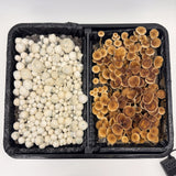 Overhead view of a divided monotub with two strains fruiting side by side, a white strain on one side and a golden-brown strain on the other