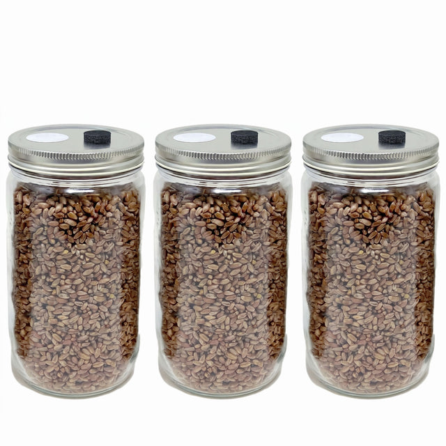 sterilized rye grain jars