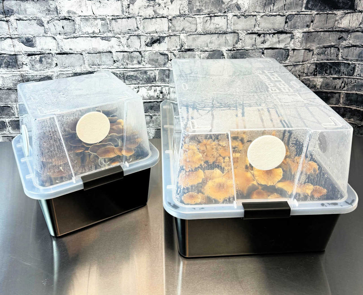 Grower's Select Mushroom Monotub Fruiting Chamber with Filter Disks and Liners Comparison Lids On