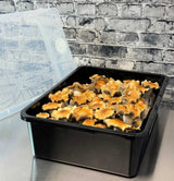 Complete Large 66Q Monotub Bulk Spawn Growing & Casing Kit fruiting