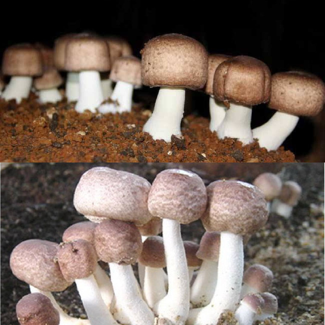 ABM Mushroom Liquid Culture Syringe (10cc) 