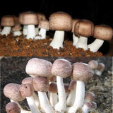 ABM Mushroom Liquid Culture Syringe (10cc) 
