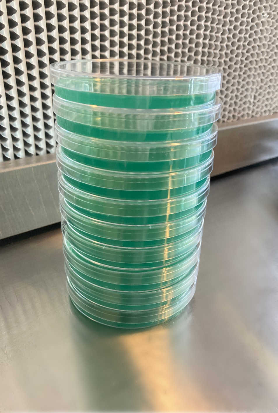 Pre-Poured Sterilized Malt Extract Agar Plates (10-Pack) 