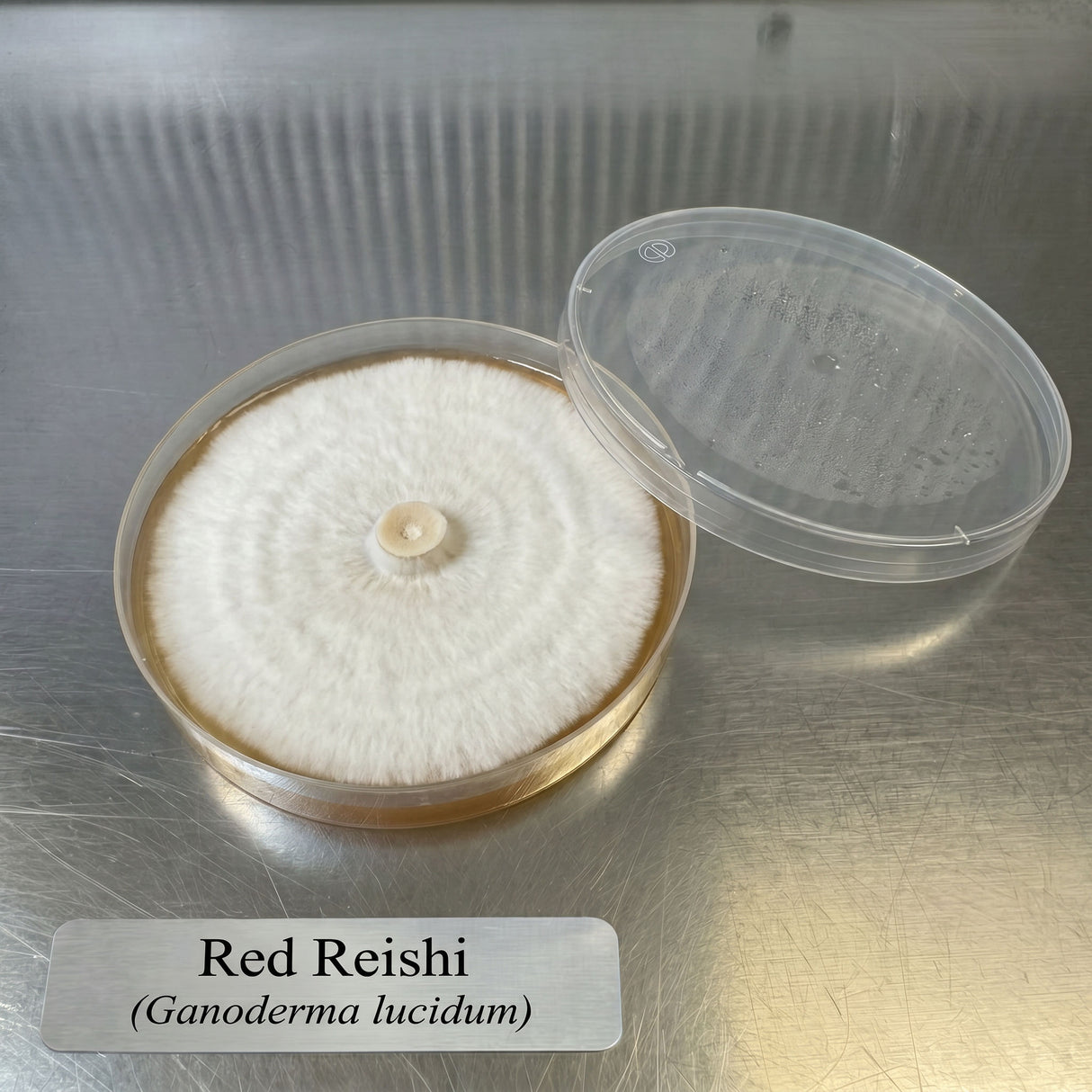 Red Reishi Colonized Agar Plate