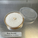 Red Reishi Colonized Agar Plate