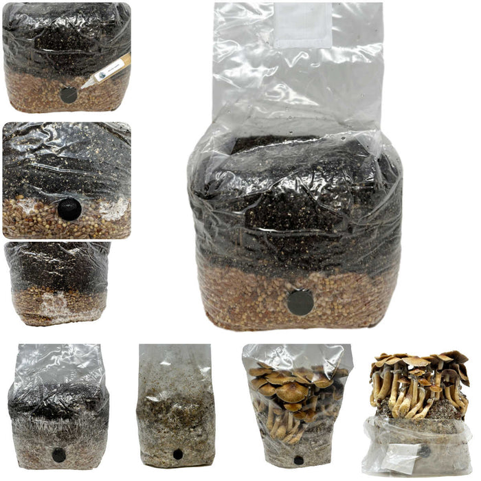 All-in-One Mushroom Grow Bags | Sterile Substrate Bags | Midwest Grow Kits
