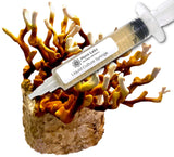 Antler Reishi Liquid Culture Syringe (10cc) 