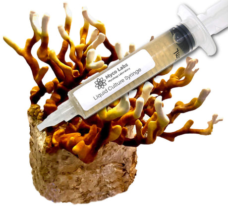 Antler Reishi Liquid Culture Syringe (10cc) 