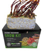 Close-up of a Mycolabs Antler Reishi Mushroom Grow Kit