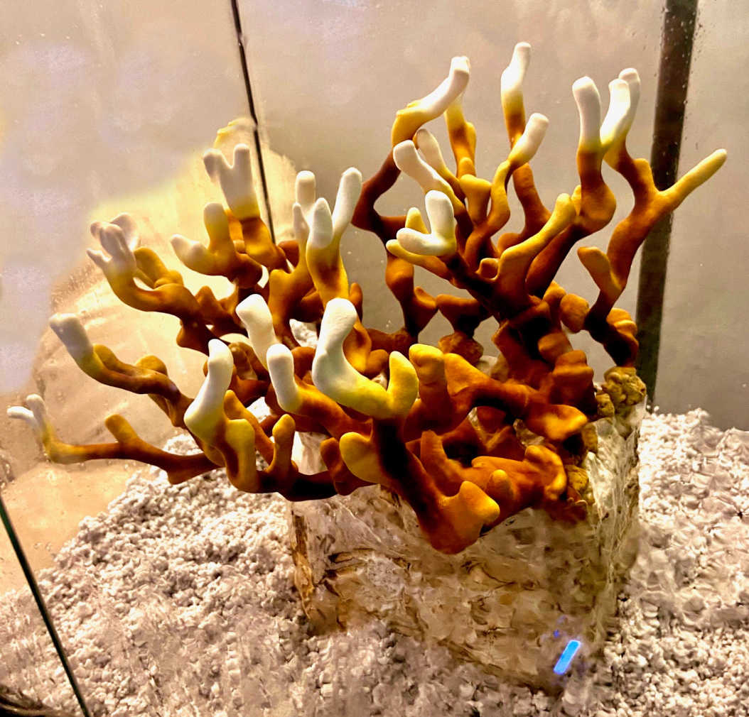 Antler Reishi 