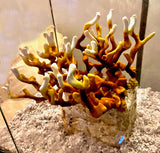 Antler Reishi 