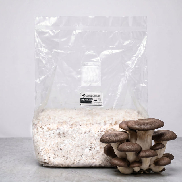 bag of colonized black pearl king grain spawn