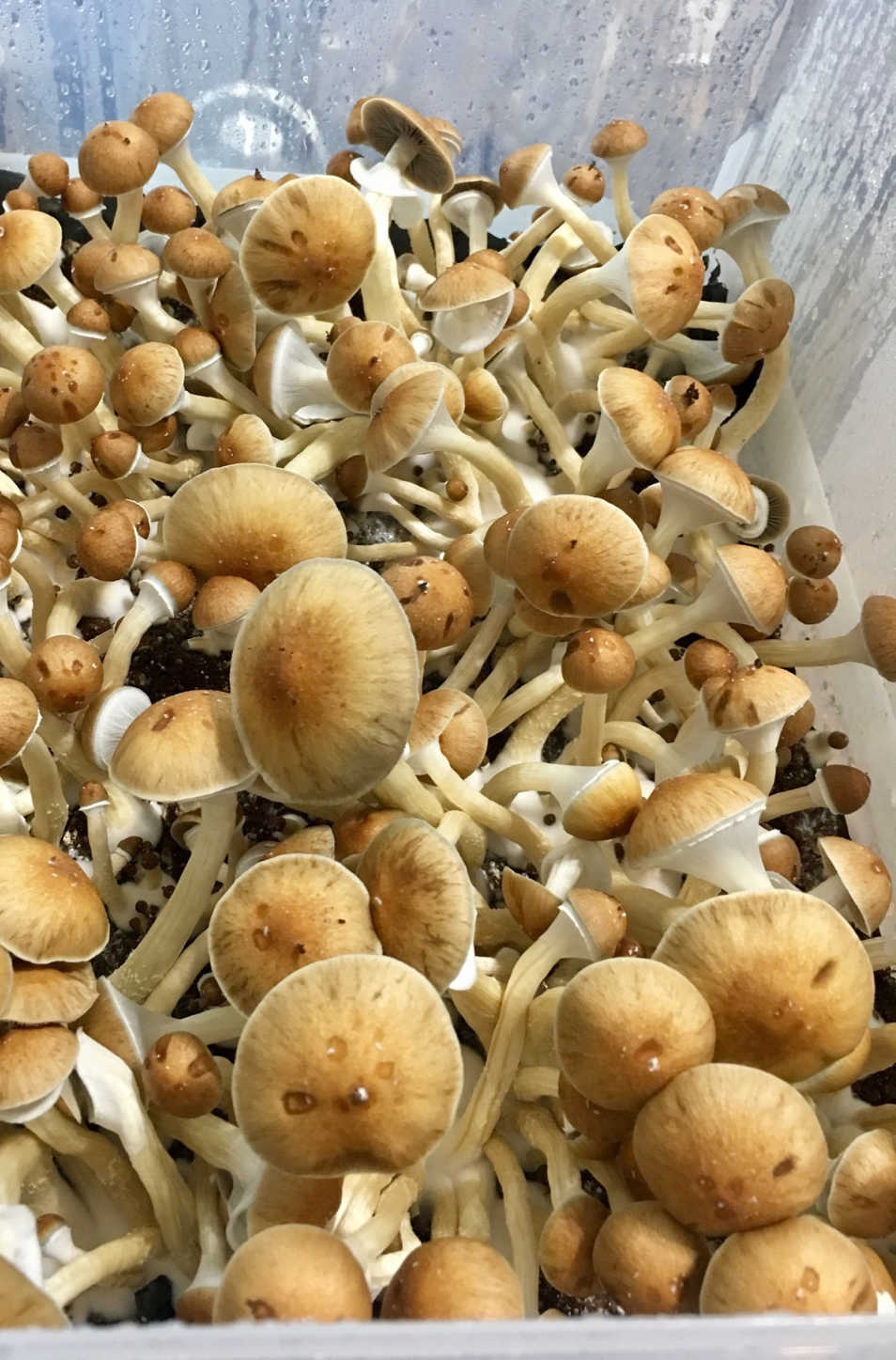 Deluxe Spawn Bag Growing and Casing Kit fruiting