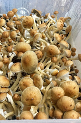 Deluxe Spawn Bag Growing and Casing Kit fruiting