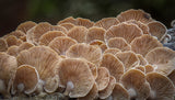 Bioluminescence Panellus Stipticus 