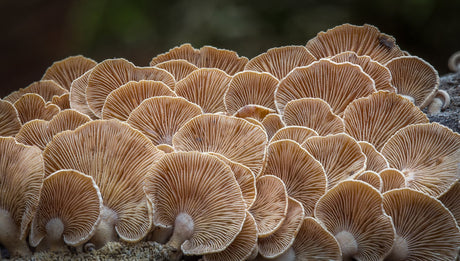 Bioluminescence Panellus Stipticus 